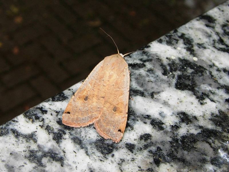 Noctua pronuba